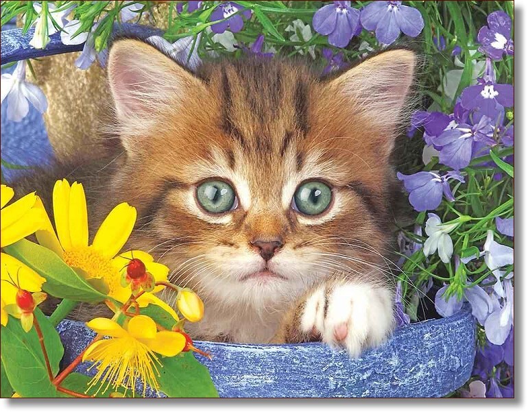 Garden Kitten Helper - Puzzles to Remember